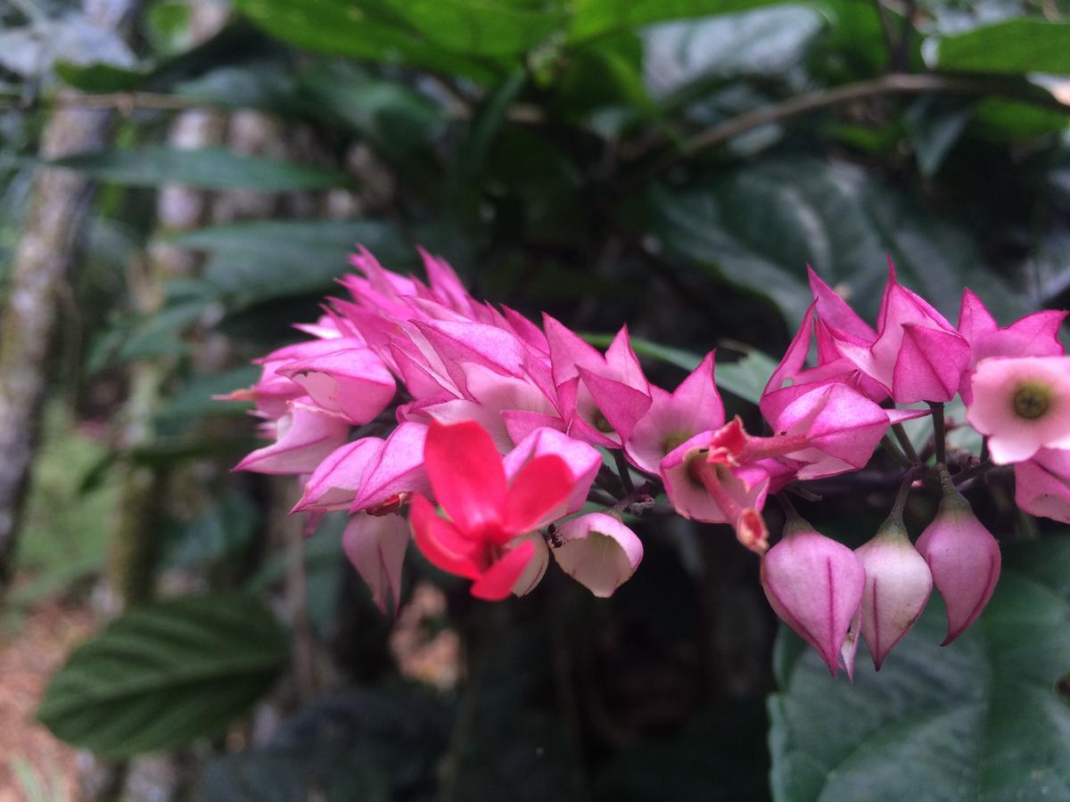 Hacienda Herrera Tambopata Puerto Maldonado Kültér fotó