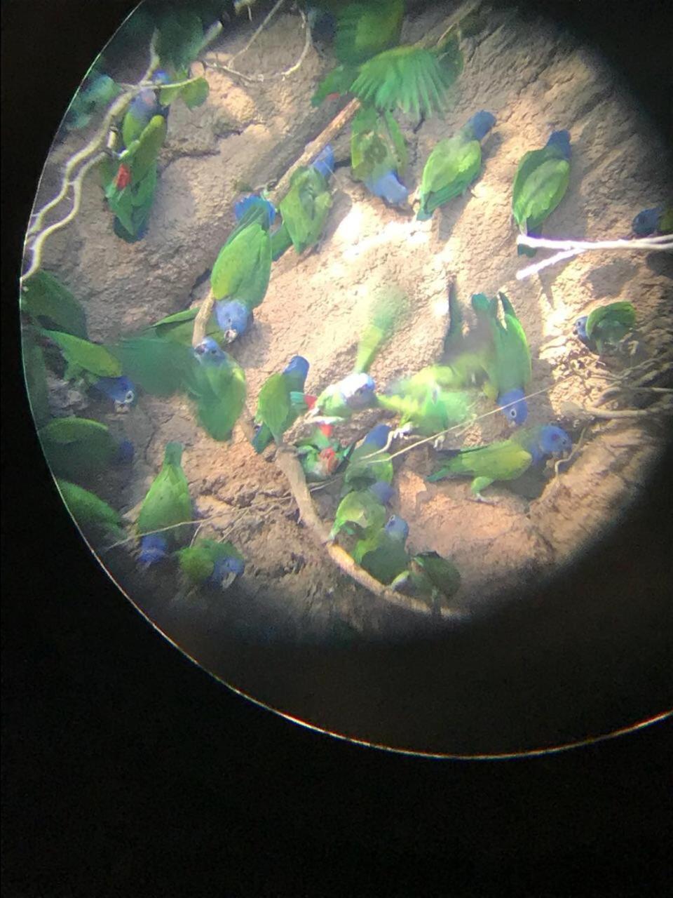 Hacienda Herrera Tambopata Puerto Maldonado Kültér fotó