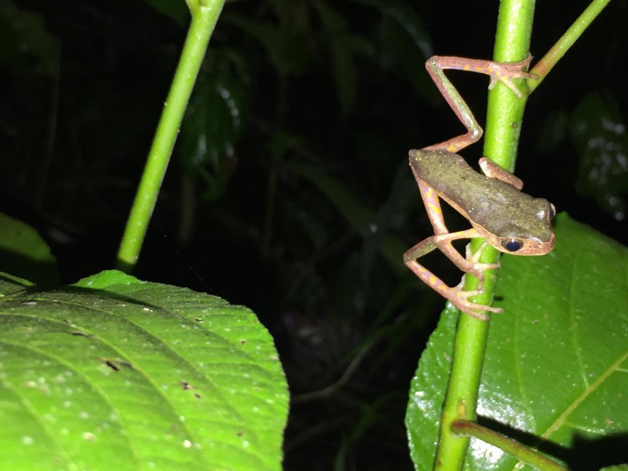 Hacienda Herrera Tambopata Puerto Maldonado Kültér fotó